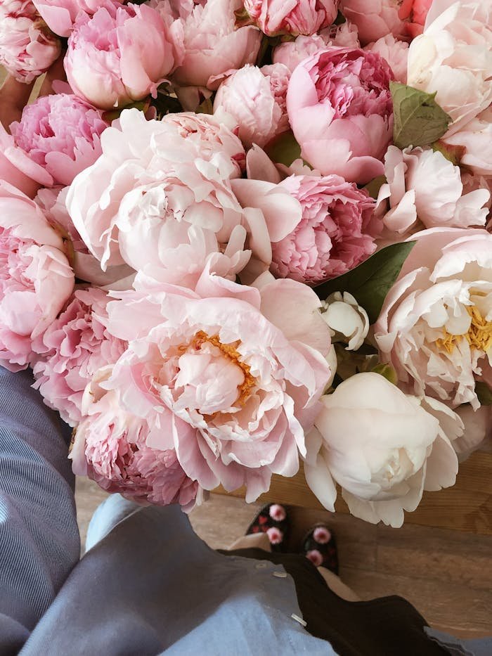 A delicate bouquet of pink peonies captured indoors, showcasing their vibrant and soft petals.