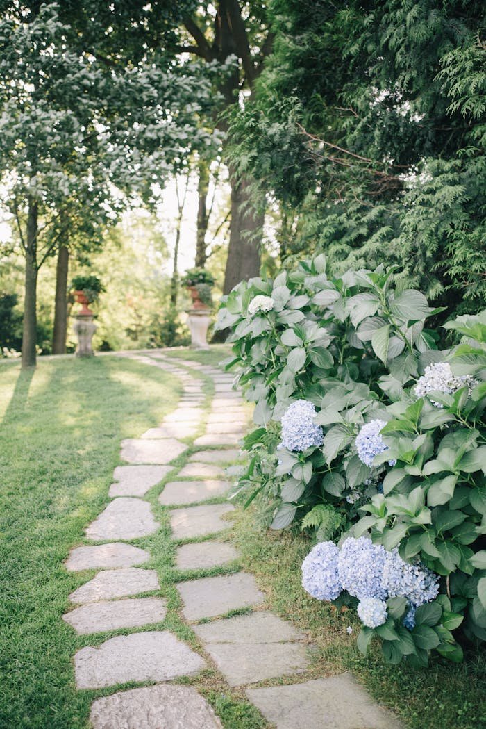 A tranquil garden path lined with vibrant blue hydrangeas in full bloom, perfect for nature lovers.